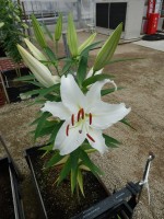 [4246 Universe EVR No01.JPG]